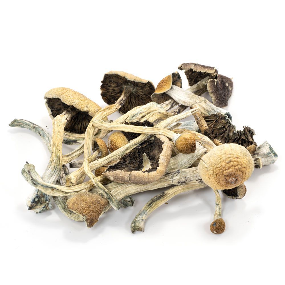 psilocybe cubensis 10g
