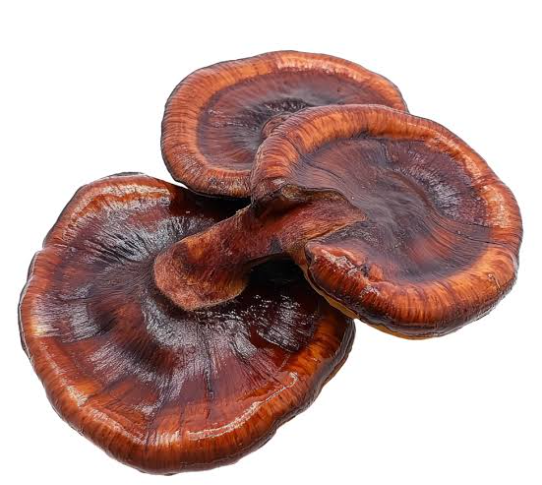 cogumelo reishi é alucinógeno